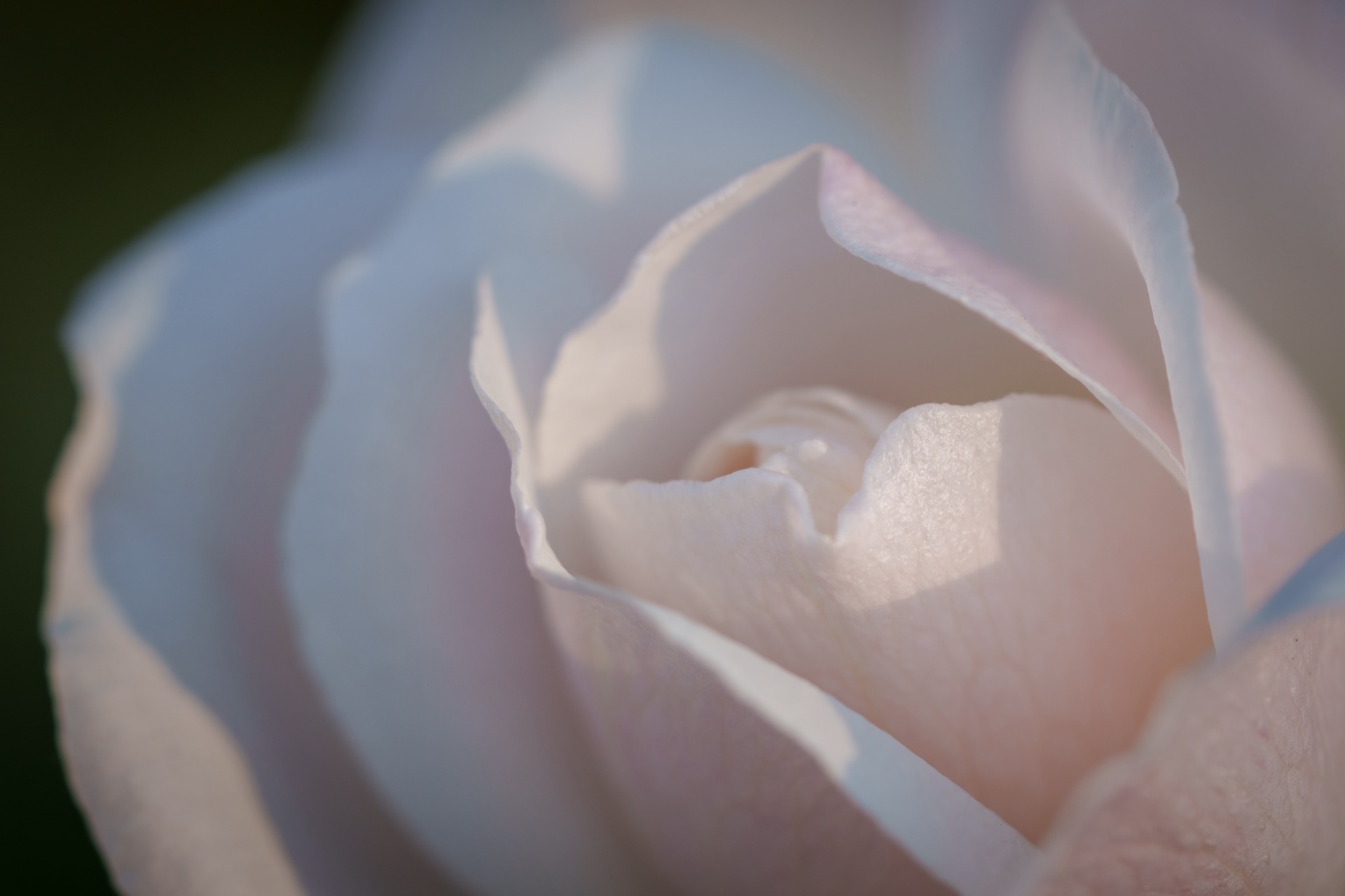 Interior of a pale pink rose, soft petals spiralling inward